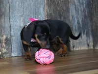 Prudy, a female Miniature Dachshund for sale in Koshkonong, MO – Photo 3 of 4