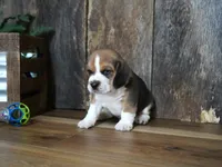 Trav, a male Beagle for sale in Koshkonong, MO – 4 of 7