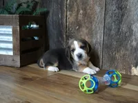 Sampson, a male Beagle for sale in Koshkonong, MO – 2 of 7