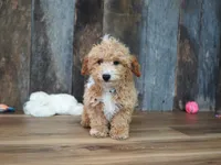 Alice-Discounted Today!, a female Maltipoo for sale in Koshkonong, MO – 4 of 4