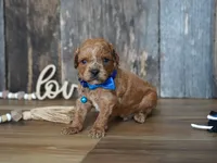 Luke, a male Cavapoo for sale in Koshkonong, MO – 5 of 7