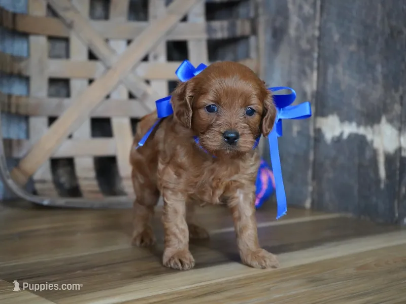Dalton – Cavapoo puppy for sale in Koshkonong, MO