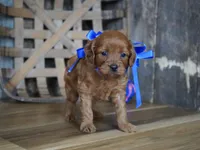 Dalton, a male Cavapoo for sale in Koshkonong, MO – Photo 1 of 4