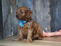 Dalton, a male Cavapoo for sale in Koshkonong, MO – Photo 4 of 4