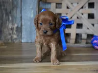 Dalton, a male Cavapoo for sale in Koshkonong, MO – Photo 2 of 4