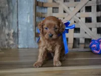 Dalton, a male Cavapoo for sale in Koshkonong, MO – Photo 3 of 4