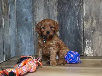 Dalton, a male Cavapoo for sale in Koshkonong, MO – Photo 3 of 4