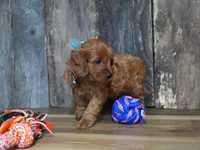 Dalton, a male Cavapoo for sale in Koshkonong, MO – Photo 2 of 4
