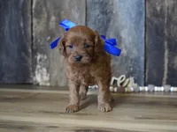 Dalton, a male Cavapoo for sale in Koshkonong, MO – Photo 4 of 4