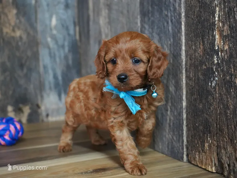 Dalton – Cavapoo puppy for sale in Koshkonong, MO
