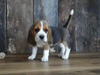 Olivia, a female Beagle for sale in Koshkonong, MO – Photo 2 of 6