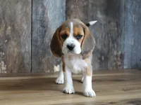 Olivia, a female Beagle for sale in Koshkonong, MO – Photo 1 of 6