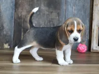 Olivia, a female Beagle for sale in Koshkonong, MO – Photo 5 of 6