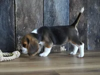 Olivia, a female Beagle for sale in Koshkonong, MO – Photo 3 of 6