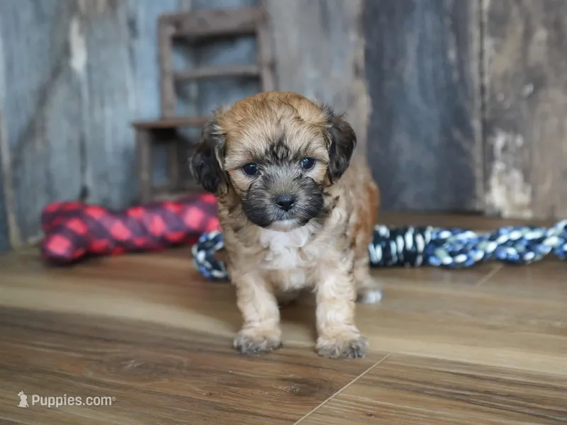 Ginger, a female Cavapoo for sale in Koshkonong, MO – Photo 1 of 4