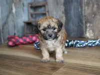 Ginger, a female Cavapoo for sale in Koshkonong, MO – Photo 1 of 4