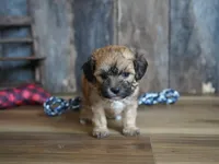 Ginger, a female Cavapoo for sale in Koshkonong, MO – Photo 2 of 4