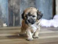 Ginger, a female Cavapoo for sale in Koshkonong, MO – Photo 4 of 4