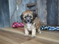 Ginger, a female Cavapoo for sale in Koshkonong, MO – Photo 3 of 4