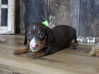 Tippy, a male Miniature Dachshund for sale in Koshkonong, MO – 5 of 5