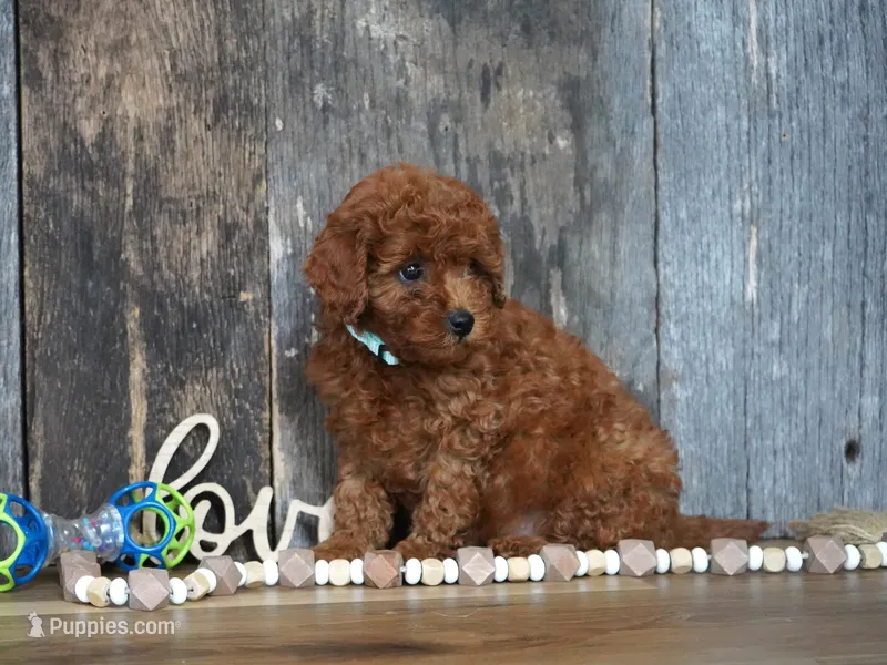 Jaxon – Cavapoo puppy for sale in Koshkonong, MO