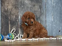 Jaxon, a male Cavapoo for sale in Koshkonong, MO – 1 of 5