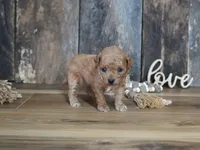 Nessa, a female Maltipoo for sale in Koshkonong, MO – 5 of 7