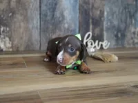 Tippy, a male Miniature Dachshund for sale in Koshkonong, MO – 2 of 5