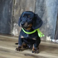 Holden, a male Miniature Dachshund for sale in Koshkonong, MO – Photo 5 of 5