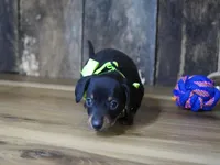 Holden, a male Miniature Dachshund for sale in Koshkonong, MO – Photo 5 of 5