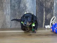 Holden, a male Miniature Dachshund for sale in Koshkonong, MO – Photo 3 of 5