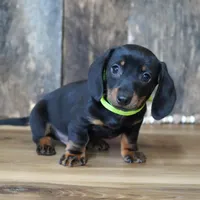 Holden, a male Miniature Dachshund for sale in Koshkonong, MO – Photo 2 of 5