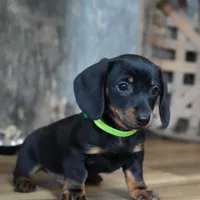 Holden, a male Miniature Dachshund for sale in Koshkonong, MO – Photo 1 of 5