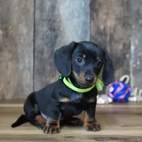 Holden, a male Miniature Dachshund for sale in Koshkonong, MO – Photo 3 of 5