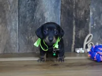 Holden, a male Miniature Dachshund for sale in Koshkonong, MO – Photo 4 of 5