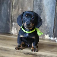 Holden, a male Miniature Dachshund for sale in Koshkonong, MO – Photo 4 of 5