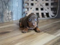 Griff, a male Miniature Dachshund for sale in Koshkonong, MO – 2 of 6