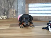 Belle, a female Miniature Dachshund for sale in Koshkonong, MO – 2 of 5