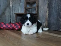 Nyla, a female Cavapoo for sale in Koshkonong, MO – Photo 4 of 7