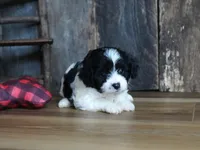 Nyla, a female Cavapoo for sale in Koshkonong, MO – Photo 3 of 7