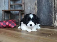 Nyla, a female Cavapoo for sale in Koshkonong, MO – Photo 2 of 7