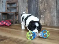 Nyla, a female Cavapoo for sale in Koshkonong, MO – Photo 6 of 7