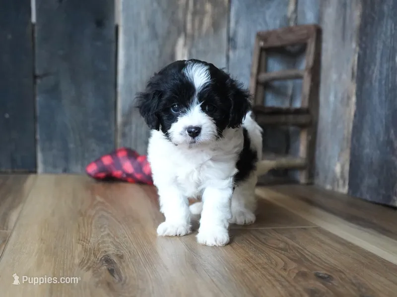 Nyla, a female Cavapoo for sale in Koshkonong, MO – Photo 1 of 7
