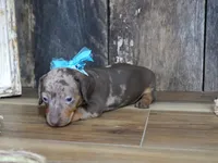 Ash, a male Miniature Dachshund for sale in Koshkonong, MO – 3 of 7