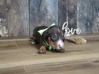 Tippy, a male Miniature Dachshund for sale in Koshkonong, MO – 4 of 5