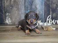 Boone, a male Miniature Dachshund for sale in Koshkonong, MO – 1 of 6