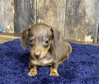 Chad, a male Miniature Dachshund for sale in Koshkonong, MO – Photo 9 of 10