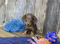 Chad, a male Miniature Dachshund for sale in Koshkonong, MO – Photo 3 of 10