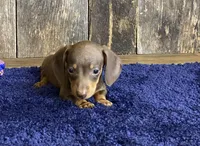 Chad, a male Miniature Dachshund for sale in Koshkonong, MO – Photo 8 of 10