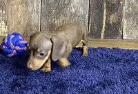 Chad, a male Miniature Dachshund for sale in Koshkonong, MO – Photo 5 of 10